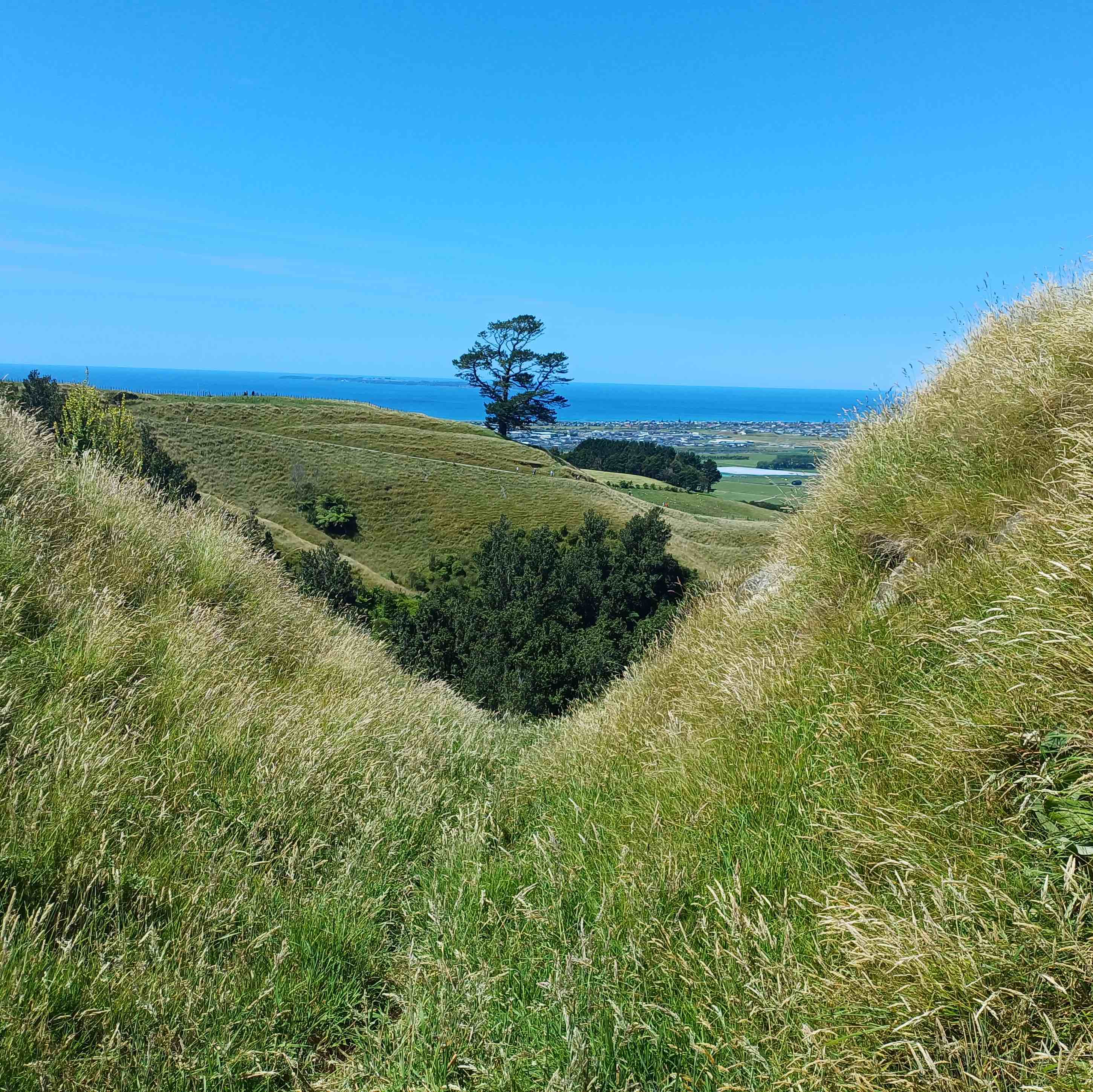 grass landscape